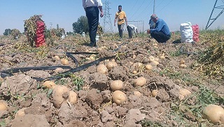 برداشت سیب زمینی بذری در شهرستان مرودشت