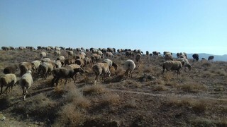 شناسایی یک مورد بروسلوز انسانی در شهرستان بیرجند