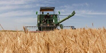 برداشت بیش از ۹۰۰ هزار تن گندم و جواز مزارع آذربایجان غربی