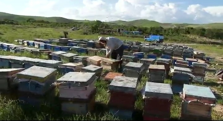 توزیع ۴۵۰ تن شکر میان زنبورداران مراغه‌ای