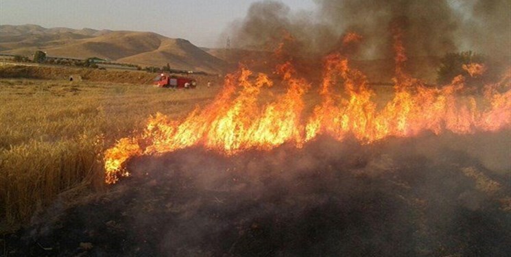 عامل حریق مزارع کشاورزی سیروان دستگیر شد