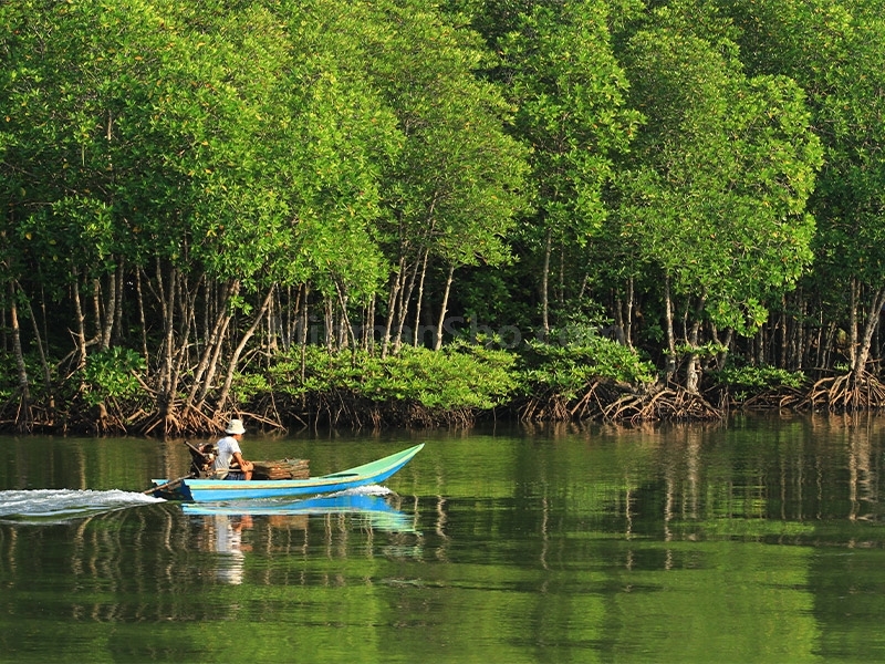 توسعه جنگل‌های مانگرو در ۴ استان کشور
