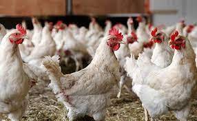 برای افزايش توليد مرغ ؛ 45 هزار تن سویا آماده تحویل به مرغداران‌