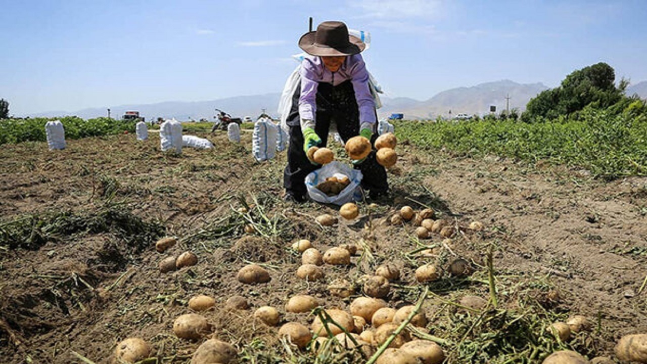 پیش بینی برداشت ۳۰۰ هزار تن سیب زمینی در زنجان