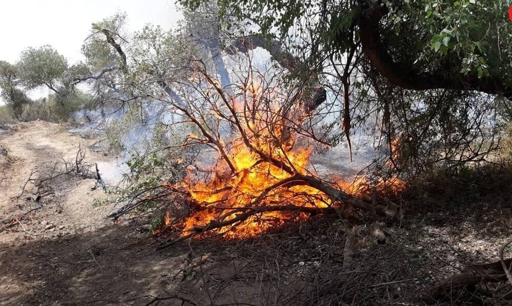 سوزاندن درخت‌های محور اهواز - شوش و شوش - اندیمشک