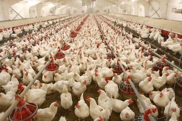 نخستین زنجیره ارزش گوشت مرغ استان ابلاغ شد