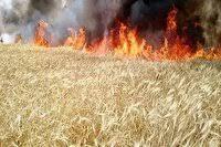 ۱۰ هکتار از مزارع گندم کوزران طعمه حریق شد