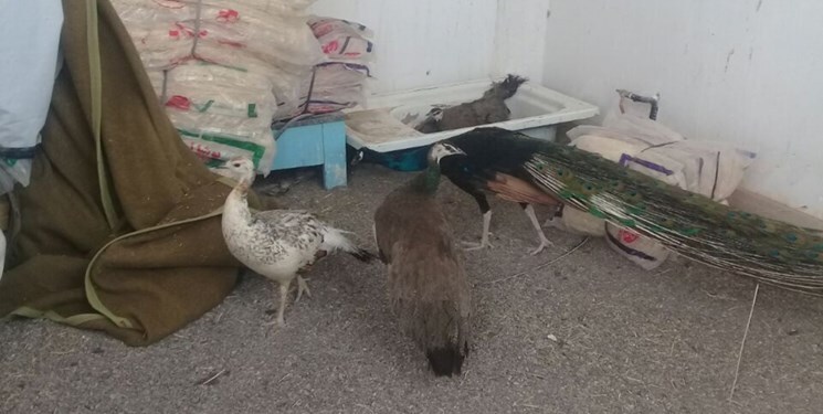 کشف ۱۸ قطعه طاووس و ۱۵ قطعه پرنده وحشی در تایباد