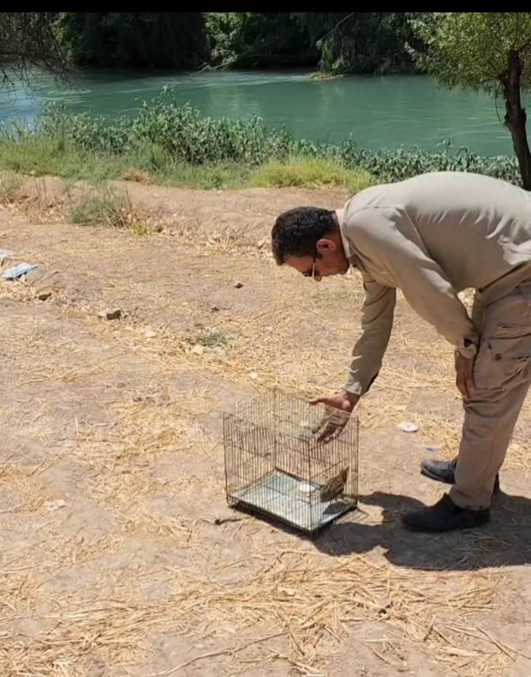 رهاسازی بلدرچین وحشی در طبیعت شوشتر