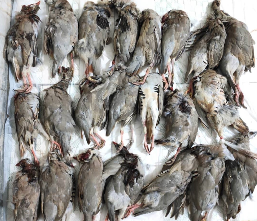 دستگیری شکارچیان متخلف پرندگان در جم
