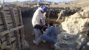 معاینه بیش از ۱۱ هزار راس دام در مناطق عشایری کوهرنگ توسط جهادی‌ها
