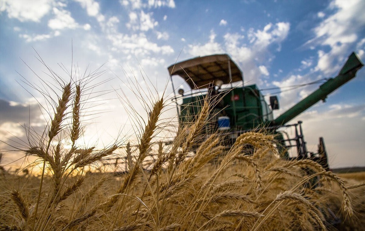 خرید گندم از کشاورزان فارس از مرز ۵۵۰ هزار تن گذشتفارسشیراز
