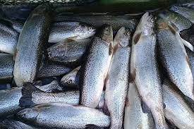 صادرات ۲ هزار تن ماهی قزل‌آلا در  زنجان