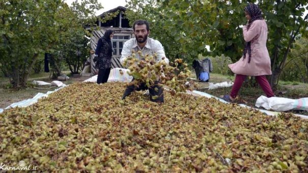 برداشت نوبرانه فندق از باغ‌های گیلان