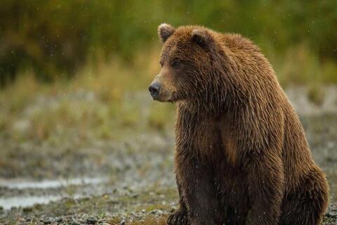 پرداخت خسارت خرس‌های قهوه‌ای به کشاورزان