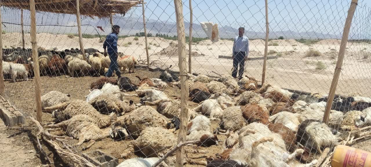 حمله گرگ‌های گرسنه به گله گوسفندان در بهاباد