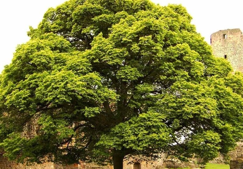 دستکاری ژن درختان برای تولید چوب پایدارتر