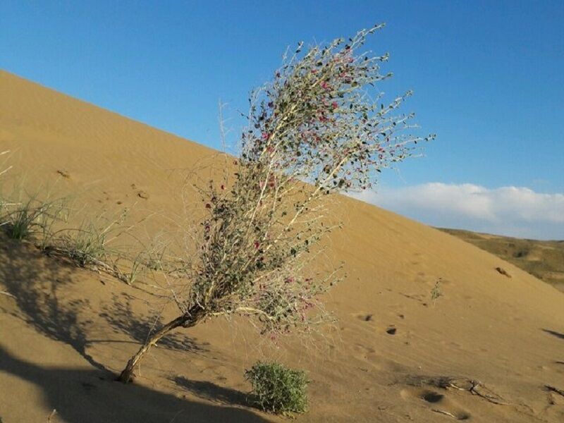 دو برابر شدن کانون‌های گرد و غبار خراسان رضوی