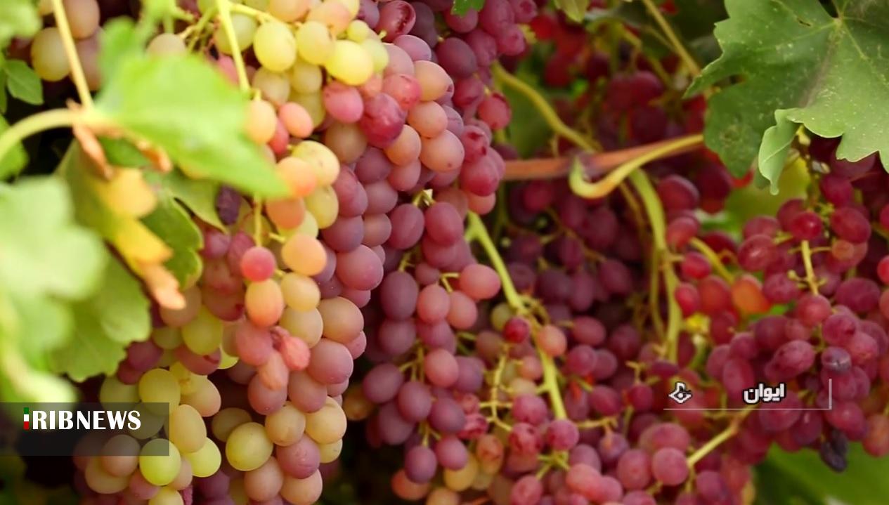 برگزاری اولین جشنواره استانی انگور در ایوان