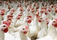 تحویل ۳۷ هزار تن نهاده سویا به مرغداران