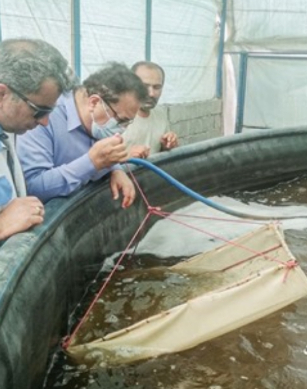 مشاهده نشدن بیماری AHPND در مزارع پرورش میگوی خوزستان