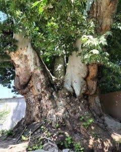 ثبت پنج درخت چنارکهنسال۵۰۰ ساله در کاشان در فهرست میراث طبیعی کشور