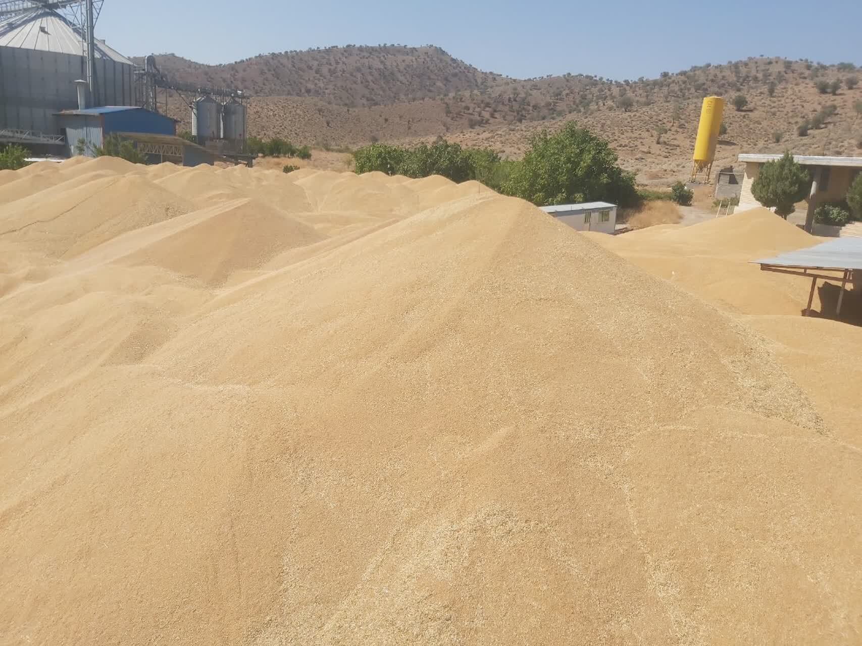 افزایش ۷۰ درصدی تولید گندم در ارسنجان