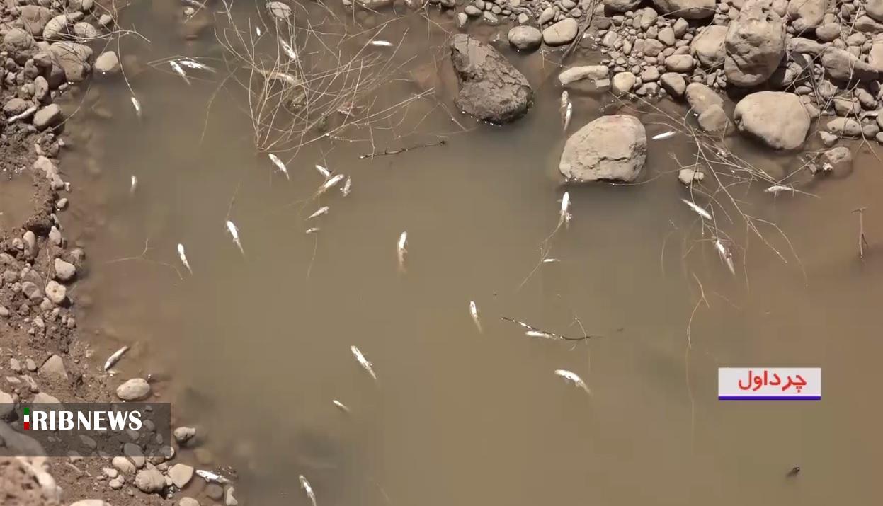 تلف شدن ۲۰۰ هزار قطعه ماهی و آبزیان در چرداول