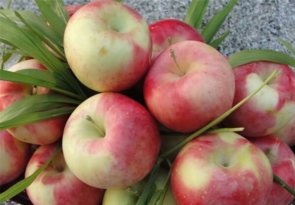 پیش بینی برداشت ۴۰هزار تن سیب تابستانه در آذربایجان غربی