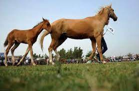 اولین بازارچه صادرات اسب در استان کرمانشاه ایجاد می‌شود