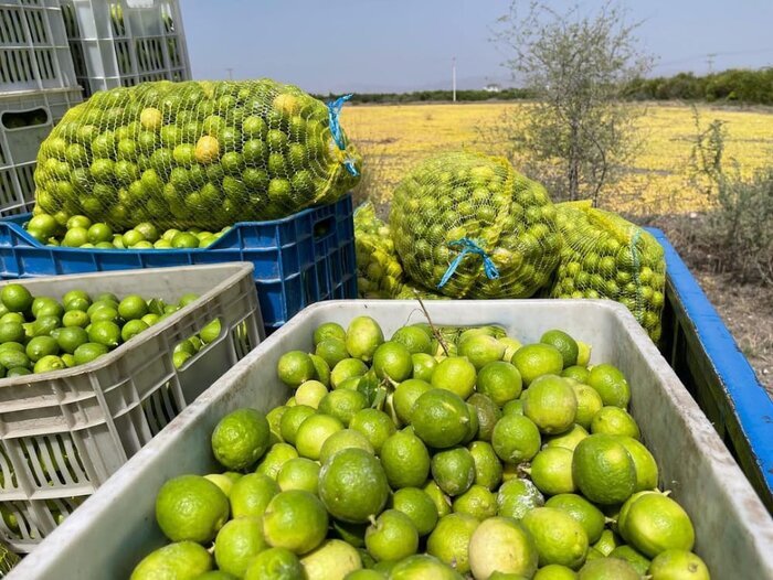 برداش بیش از دوهزار و ۷۰۰ تن لیمو ترش از باغات جنوب سیستان و بلوچستان