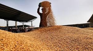 قیمت جهانی گندم رو به افزایش است