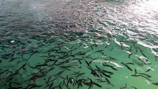 رهاسازی بیش از دو میلیون بچه ماهی در تالاب‌های شادگان و هورالعظیم