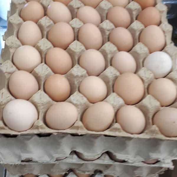 گرما قیمت تخم مرغ را کاهش داد