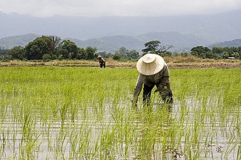 آغاز توزیع کود با قیمت دولتی برای نشاء برنج