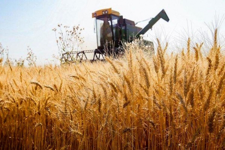 خرید بیش از ۷۴ هزارتُن گندم در خراسان شمالی
