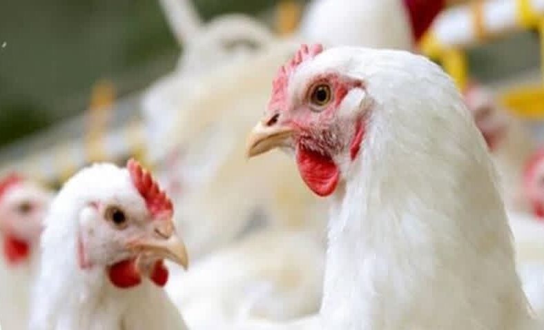 توقیف تریلی حامل بیش از ۳ هزار قطعه مرغ زنده قاچاق در قاین