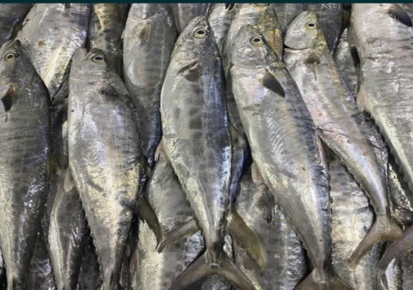 کشف ۳۰۰ کیلو ماهی فاقد مجوزبهداشتی در طبس