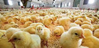 افزایش ۱۱ درصدی جوجه‌ریزی در مرغداریهای مهاباد