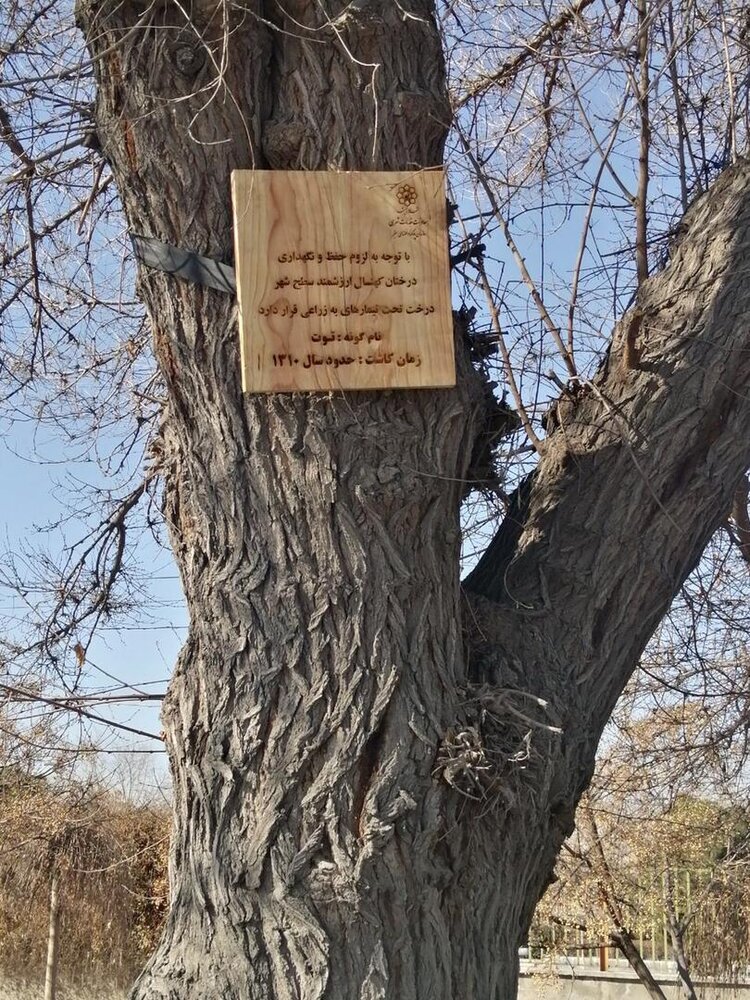 شناسایی   ۸۸۰ اصله درخت کهنسال در مشهد