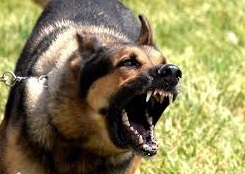 افزایش بیش از 100 درصدی حمله سگهای بلاصاحب در شهرستان بیرجند