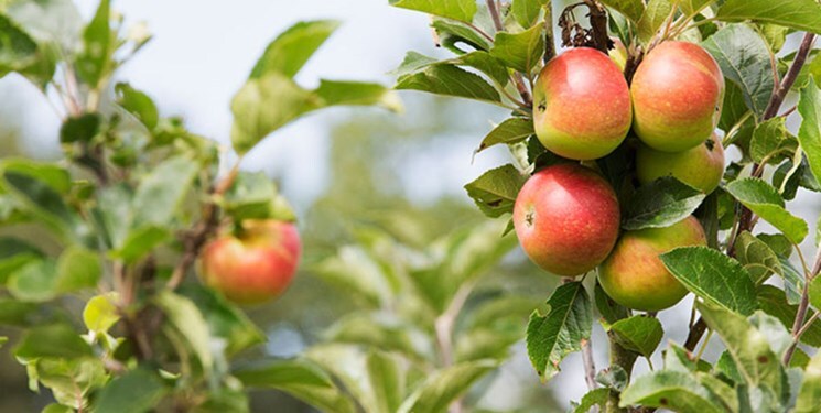 برداشت ۵۰ هزار تن سیب بهاره در فارس