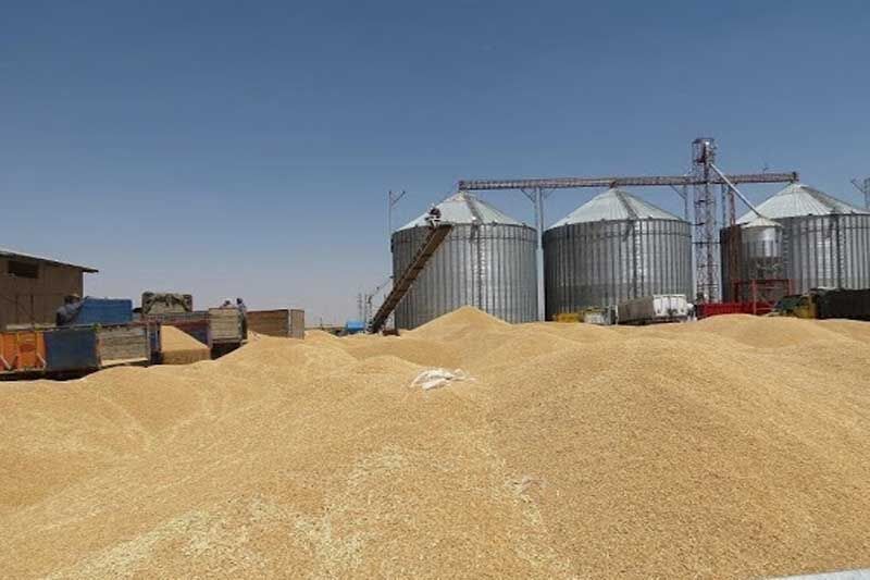 خرید تضمینی ۱۳۳ هزار تن گندم در زنجان