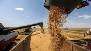 افزایش خرید گندم از کشاورزان شهرستان سردشت