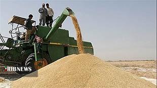 خرید حدود ۴۰۷ هزار تن گندم از کشاورزان لرستانی