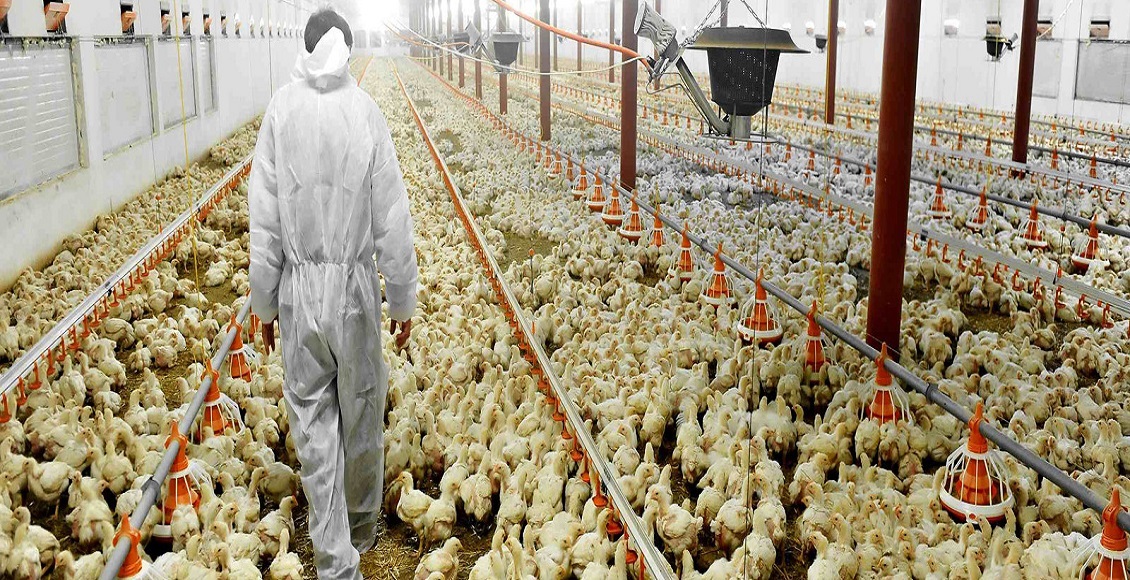 تولید بیش از ۶۵۰۰ تن گوشت مرغ در استان بوشهر