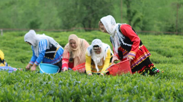 پرداخت مرحله دوم قدر سهم دولت به حساب چایکاران شمال کشور