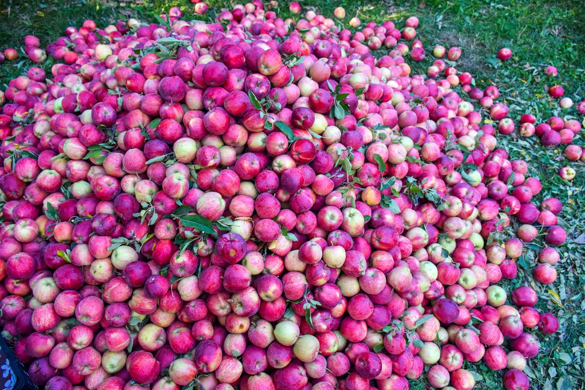 تدوین دستورالعمل برای جمع‌آوری سیب صنعتی در آذربایجان غربی ضروری است