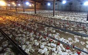 تلف شدن هشت هزار و ۵۰۰ قطعه مرغ در گناباد بر اثر گرما