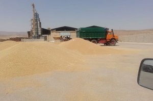 افزایش میزان تحویل گندم به مراکز خرید دولتی کوار
